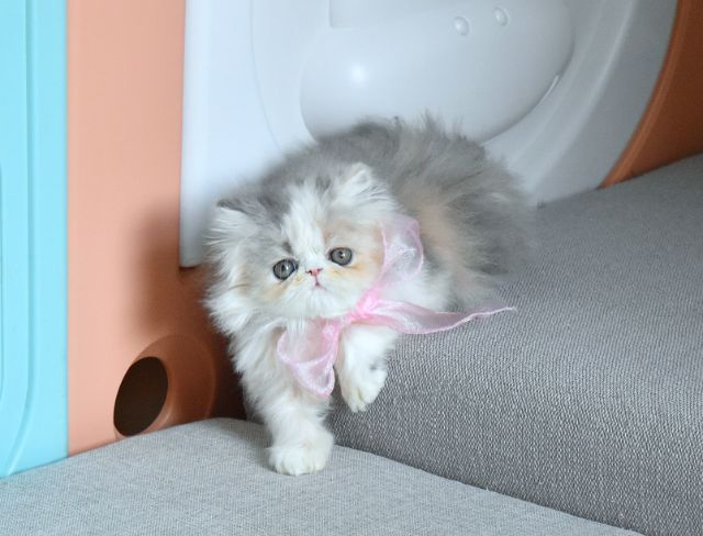 ขายแมวเปอร์เซียแท้ เพศเมีย