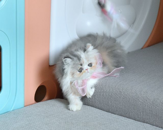 ขายแมวเปอร์เซียแท้ เพศเมีย รูปที่ 2