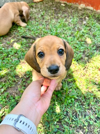 ดัชชุน เพศเมีย (มินิ)