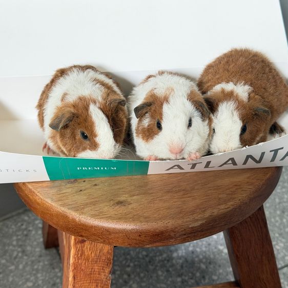 หนูแก๊สบี้ รูปที่ 11