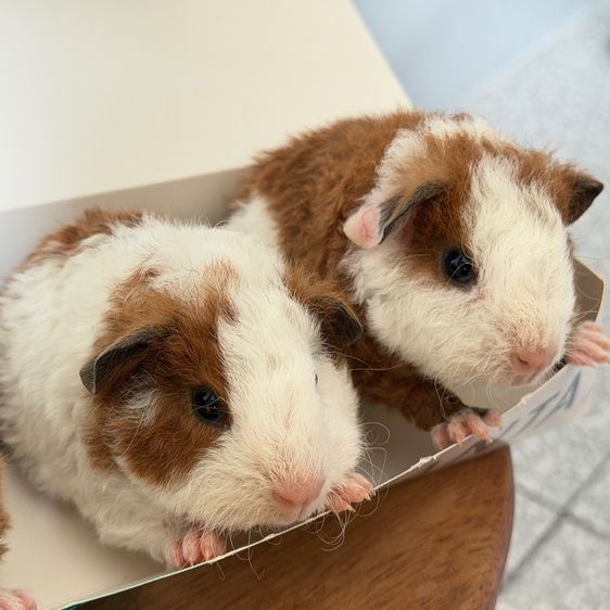 หนูแก๊สบี้ รูปที่ 4