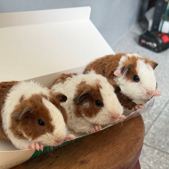 หนูแก๊สบี้ รูปที่ 2