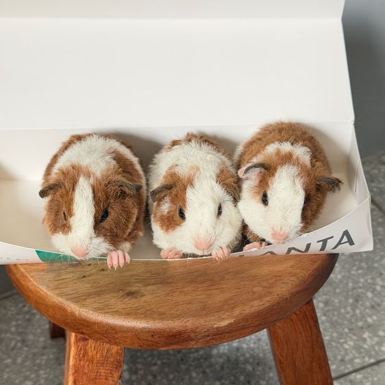 หนูแก๊สบี้ รูปที่ 10