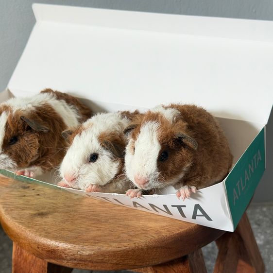 หนูแก๊สบี้ รูปที่ 5