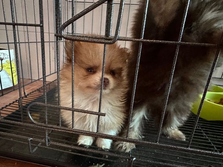 ปอมแท้ รูปที่ 3