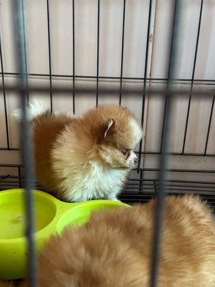 ปอมแท้ รูปที่ 4