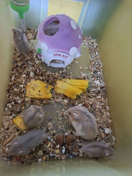 หนูแฮมเตอร์ รูปที่ 3