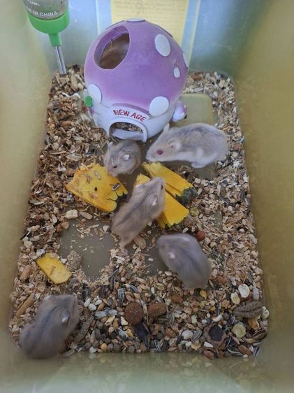 หนูแฮมเตอร์ รูปที่ 2