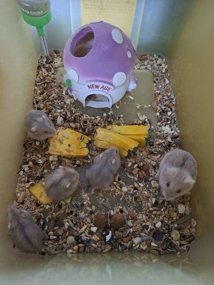 หนูแฮมเตอร์ รูปที่ 7