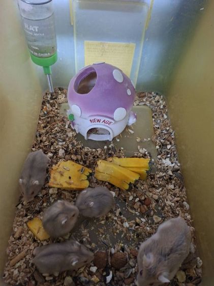 หนูแฮมเตอร์ รูปที่ 6