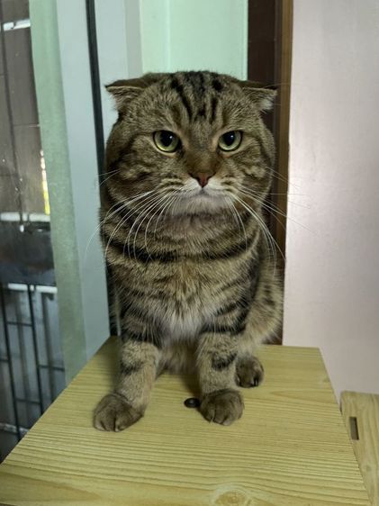 ขายพ่อพันธุ์สก็อตติชโฟลด์สวยๆ  รูปที่ 3