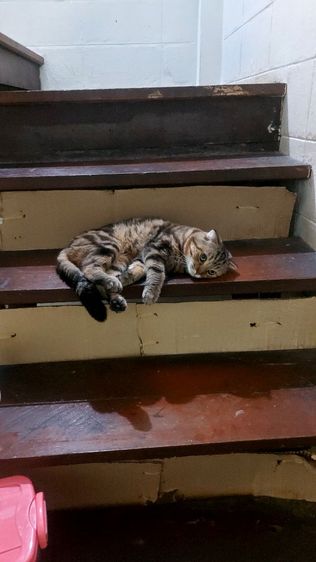 ขายพ่อพันธุ์สก็อตติชโฟลด์สวยๆ  รูปที่ 8