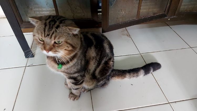 ขายพ่อพันธุ์สก็อตติชโฟลด์สวยๆ  รูปที่ 7