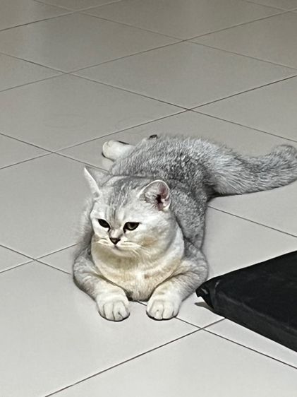 สก็อตติช โฟลด์ ขี้อ้อนมาก ติดคน กินเก่ง อายุ8เดือน เพศหญิง รูปที่ 9