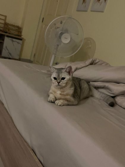 สก็อตติช โฟลด์ ขี้อ้อนมาก ติดคน กินเก่ง อายุ8เดือน เพศหญิง รูปที่ 4