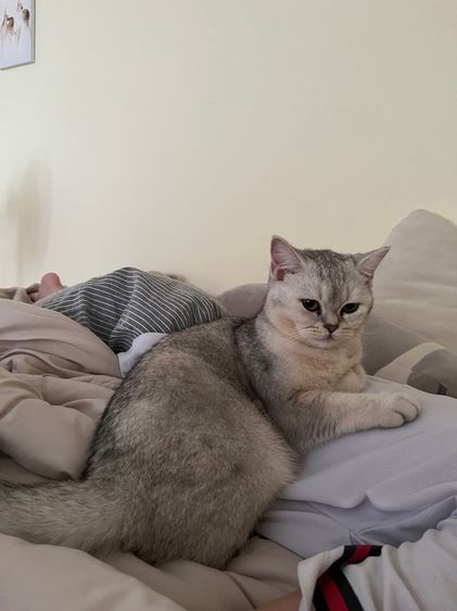 สก็อตติช โฟลด์ ขี้อ้อนมาก ติดคน กินเก่ง อายุ8เดือน เพศหญิง รูปที่ 6