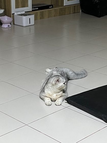 สก็อตติช โฟลด์ ขี้อ้อนมาก ติดคน กินเก่ง อายุ8เดือน เพศหญิง รูปที่ 7