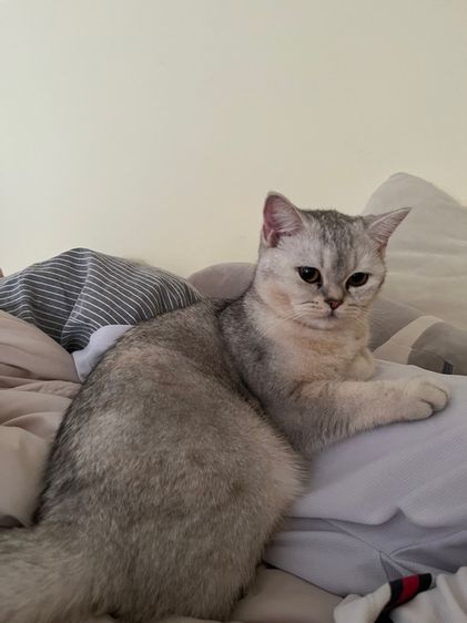 สก็อตติช โฟลด์ ขี้อ้อนมาก ติดคน กินเก่ง อายุ8เดือน เพศหญิง รูปที่ 5