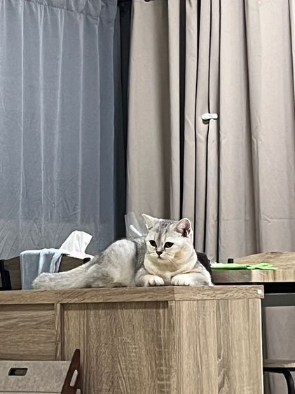 สก็อตติช โฟลด์ ขี้อ้อนมาก ติดคน กินเก่ง อายุ8เดือน เพศหญิง รูปที่ 8