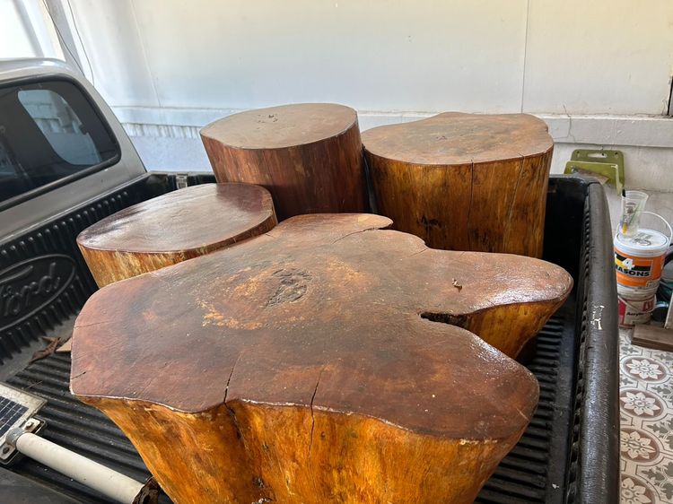 ตอไม้มาฮอกกานี แท้ธรรมชาติ ราคาถูก รูปที่ 3