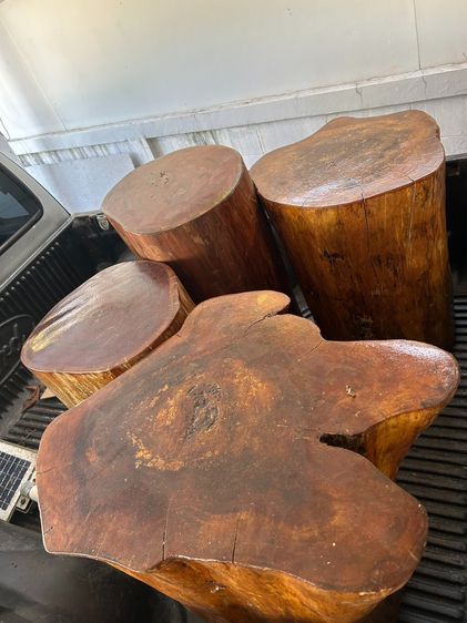 ตอไม้มาฮอกกานี แท้ธรรมชาติ ราคาถูก รูปที่ 4