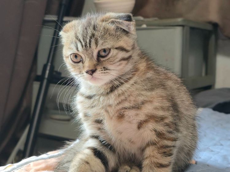 แมวสก๊อตติสโพล หูพับ ลายสลิด เพศเมีย หูพับ รูปที่ 3