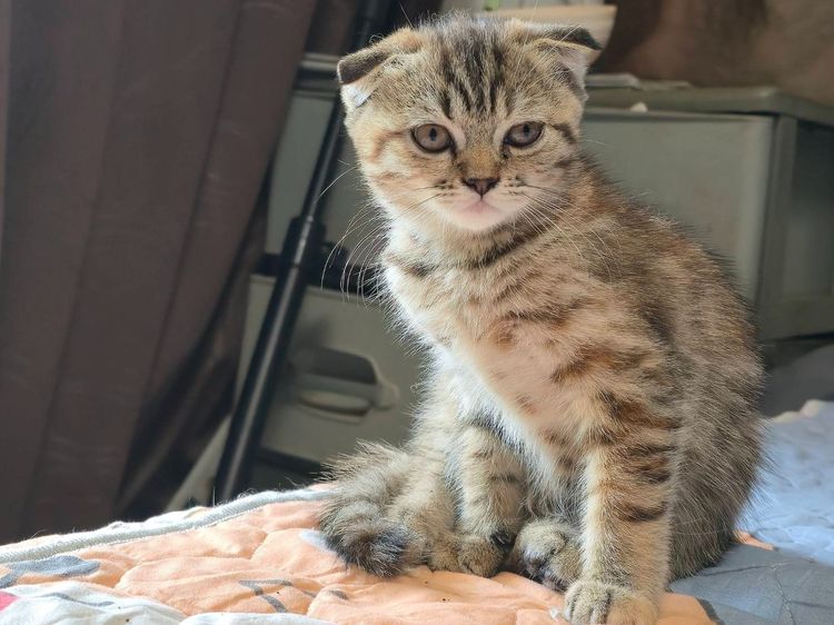 แมวสก๊อตติสโพล หูพับ ลายสลิด เพศเมีย หูพับ