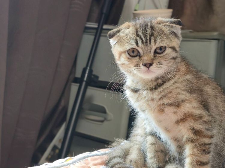 แมวสก๊อตติสโพล หูพับ ลายสลิด เพศเมีย หูพับ รูปที่ 2