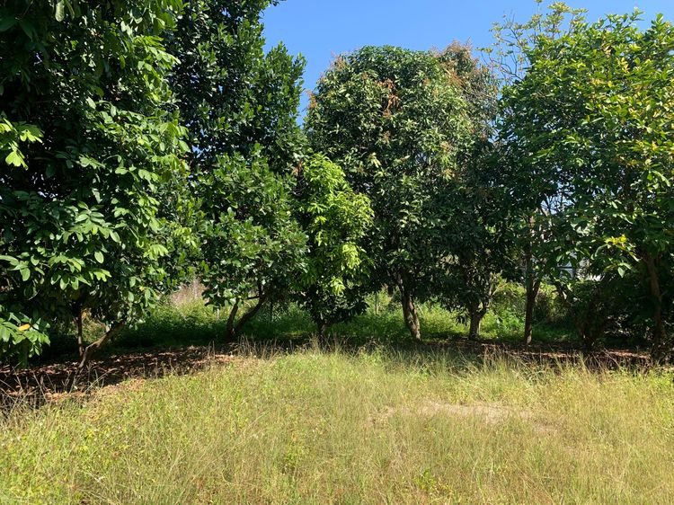 ขายที่ดินสันทราย ต.ป่าไผ่ ใกล้ตลาดป่าเหมือด ม.แม่โจ้