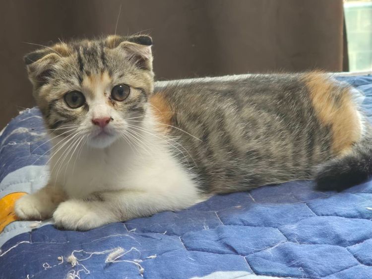 แมวสก๊อตติสโพล หูพับ สามสี มาร์คกิ้งสวยมาๆ เพศเมีย หูพับ รูปที่ 4