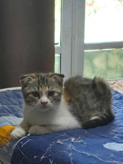 แมวสก๊อตติสโพล หูพับ สามสี มาร์คกิ้งสวยมาๆ เพศเมีย หูพับ รูปที่ 9