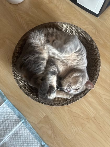 สก็อตติส รูปที่ 4