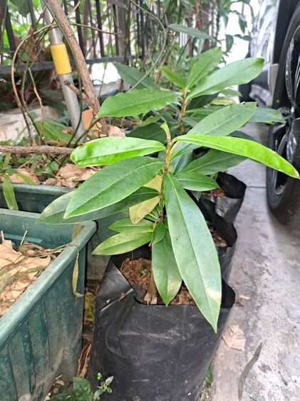 พันธุ์ไม้มะริด ไม้มงคลหายาก