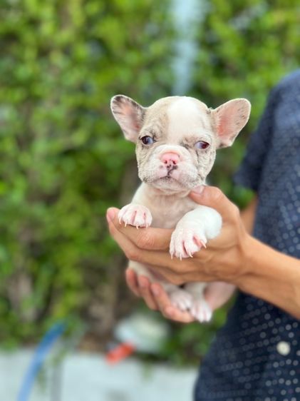  เฟรนช์ บลูด็อก รูปที่ 3