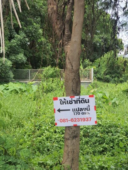 ให้เช่าที่ดินเปล่าบางใหญ่ ติดวิทยาลัยเทคโนฯ วานิชบริหารธุรกิจ รูปที่ 2