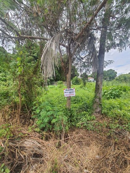 ให้เช่าที่ดินเปล่าบางใหญ่ ติดวิทยาลัยเทคโนฯ วานิชบริหารธุรกิจ