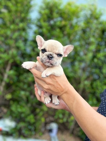  เฟรนช์ บลูด็อก