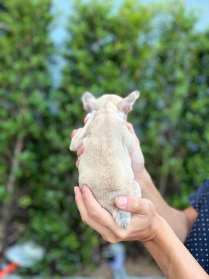  เฟรนช์ บลูด็อก รูปที่ 2