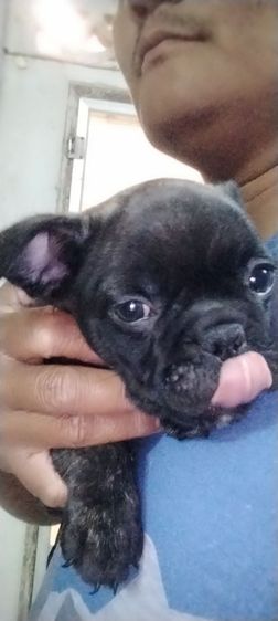 เฟรนส์บลูด็อกผสมปั๊ก รูปที่ 4