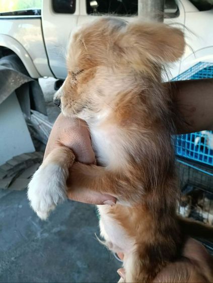 ชิวาวาผสมปอม รูปที่ 3