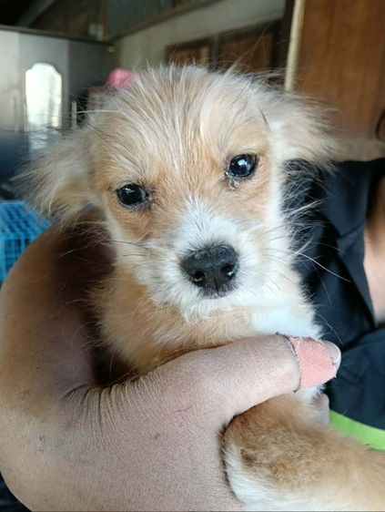 ชิวาวาผสมปอม รูปที่ 2