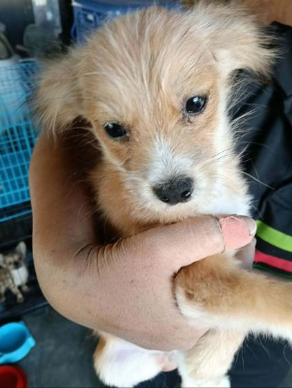 ชิวาวา (Chihuahua) เล็ก ชิวาวาผสมปอม