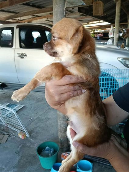 ชิวาวา (Chihuahua) เล็ก ชิวาวาขนยาว