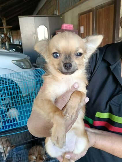 ชิวาวา (Chihuahua) เล็ก ชิวาวาขนยาว