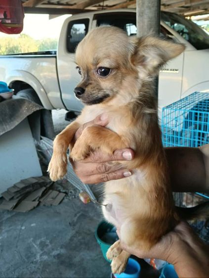 ชิวาวาขนยาว รูปที่ 2