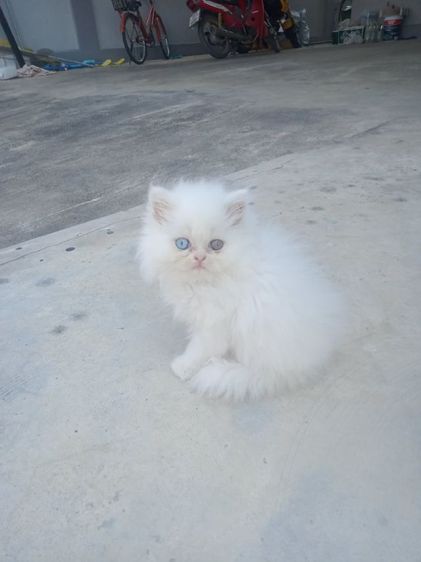 ลูกเเมวเปอร์เซีย อายุ 2เดือน ตาสองสี รูปที่ 2