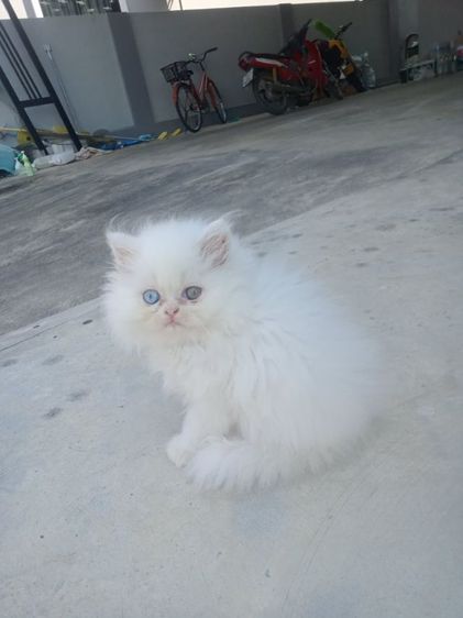 ลูกเเมวเปอร์เซีย อายุ 2เดือน ตาสองสี รูปที่ 4