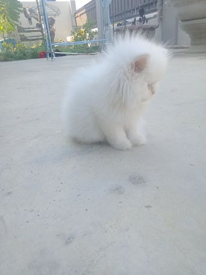 ลูกเเมวเปอร์เซีย อายุ 2เดือน ตาสองสี รูปที่ 5