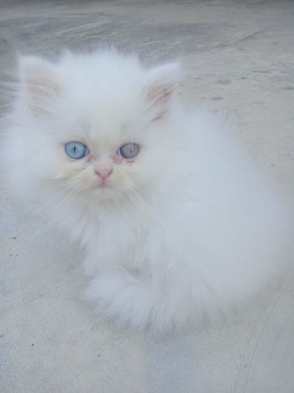 ลูกเเมวเปอร์เซีย อายุ 2เดือน ตาสองสี