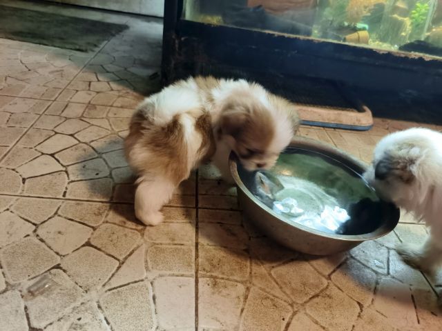 ลูกสุนัขชิสุแท้